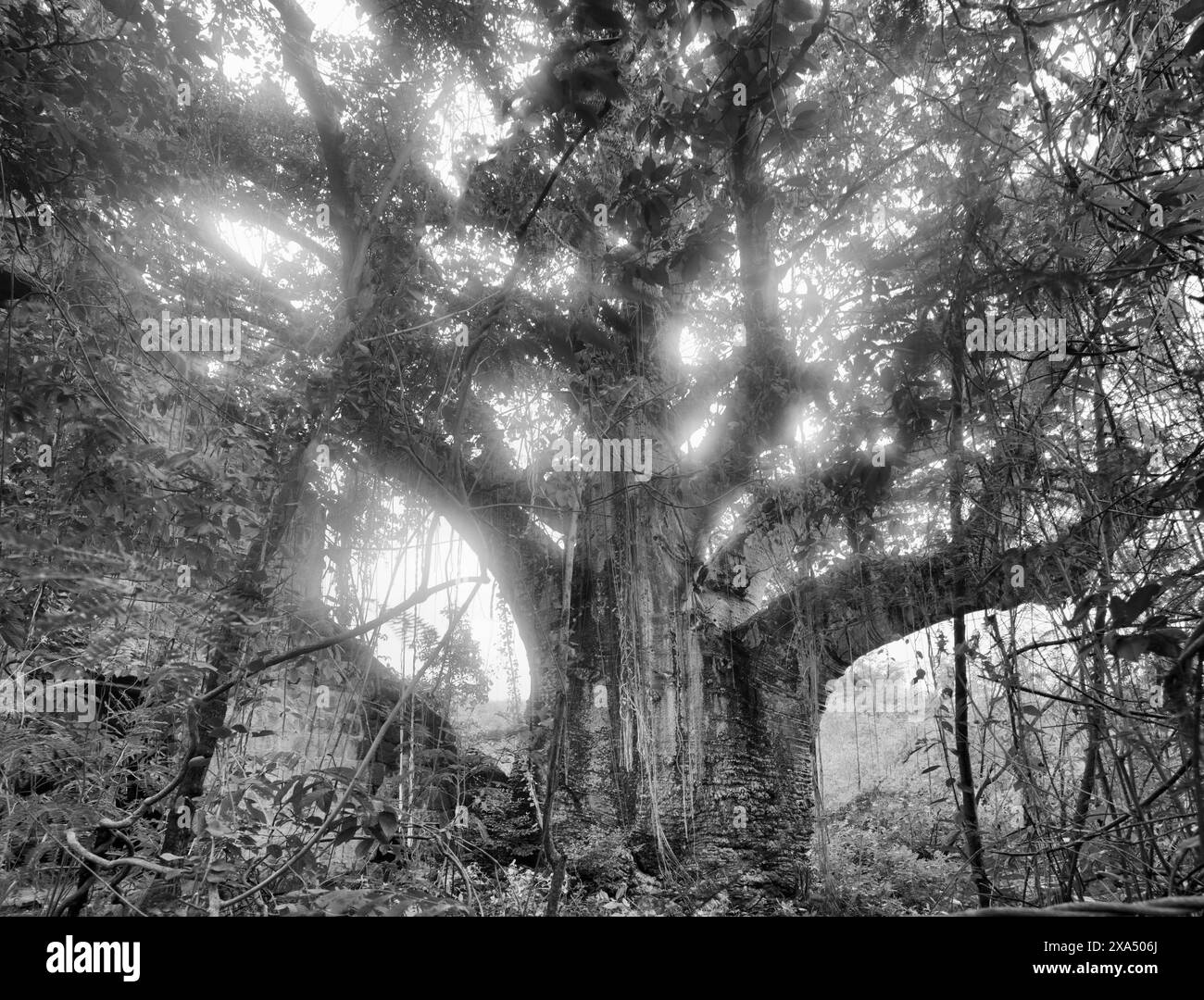La lumière du soleil coule à travers les branches d'arbres anciens enchevêtrés dans des crues dans une forêt brumeuse. Banque D'Images