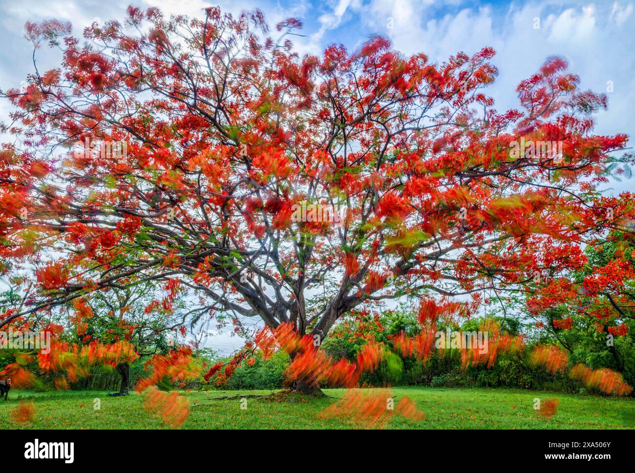 Arbre poinciana rouge vif en pleine floraison sur fond de ciel nuageux avec de l'herbe verte à la base. Banque D'Images