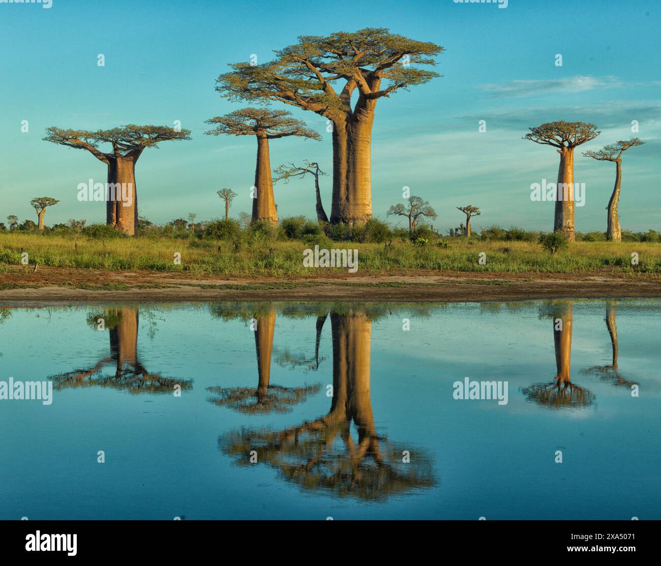 Majestueux baobabs reflétant dans les eaux tranquilles d'un lac serein sous un ciel bleu clair. Banque D'Images