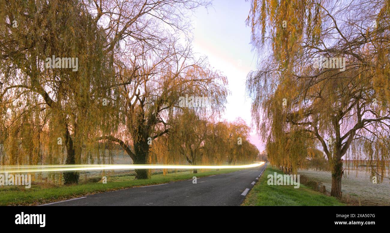 Vue au lever du soleil sur une route tranquille bordée d'arbres de saule, comme la traînée légère d'une voiture qui passe ajoute un élément dynamique au paysage serein. Banque D'Images