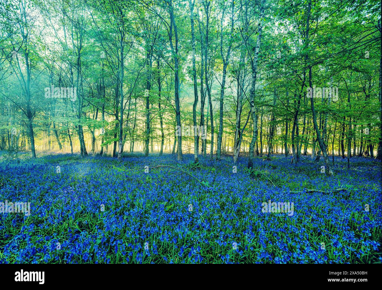 La lumière du soleil filtre à travers une forêt luxuriante avec un tapis de bluebells couvrant le sol. Banque D'Images
