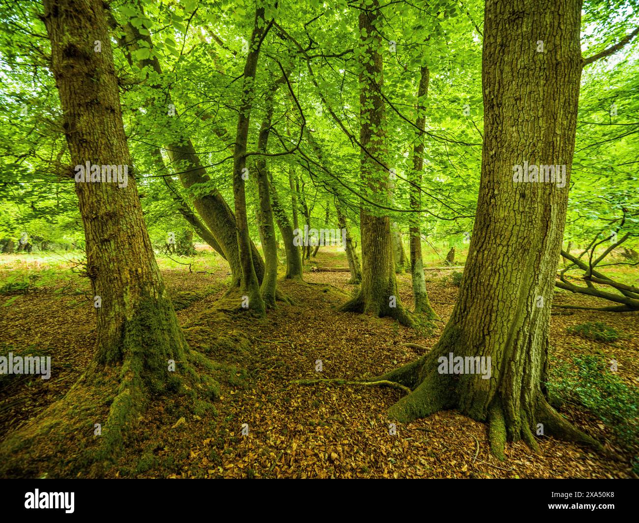 La lumière du soleil filtre à travers la canopée verte d'une forêt dense et feuillue, éclairant le sol de la forêt recouvert de feuilles mortes. Banque D'Images