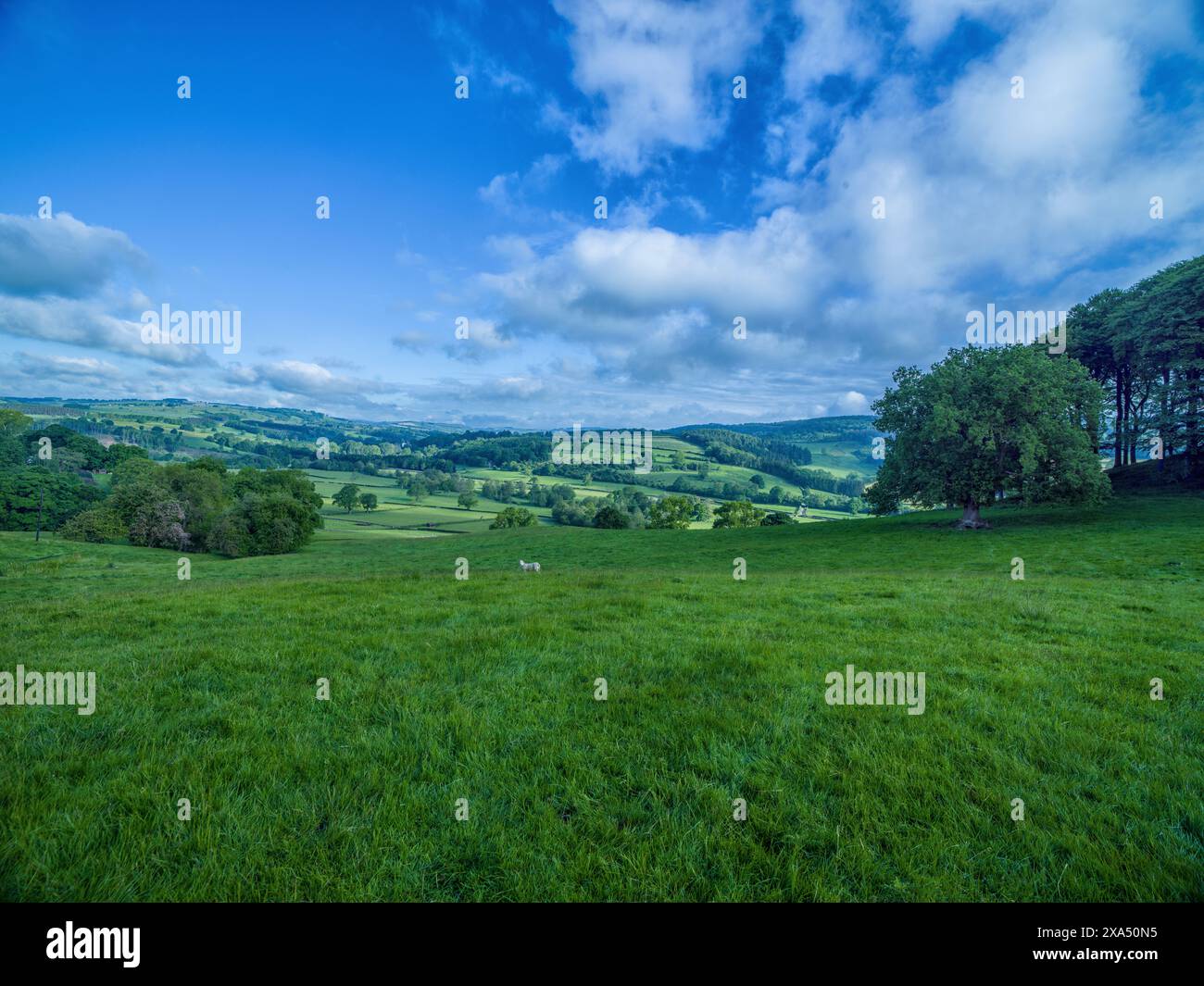 Paysage verdoyant avec des champs herbeux sous un ciel nuageux, entouré d'arbres et surplombant une vallée. Banque D'Images