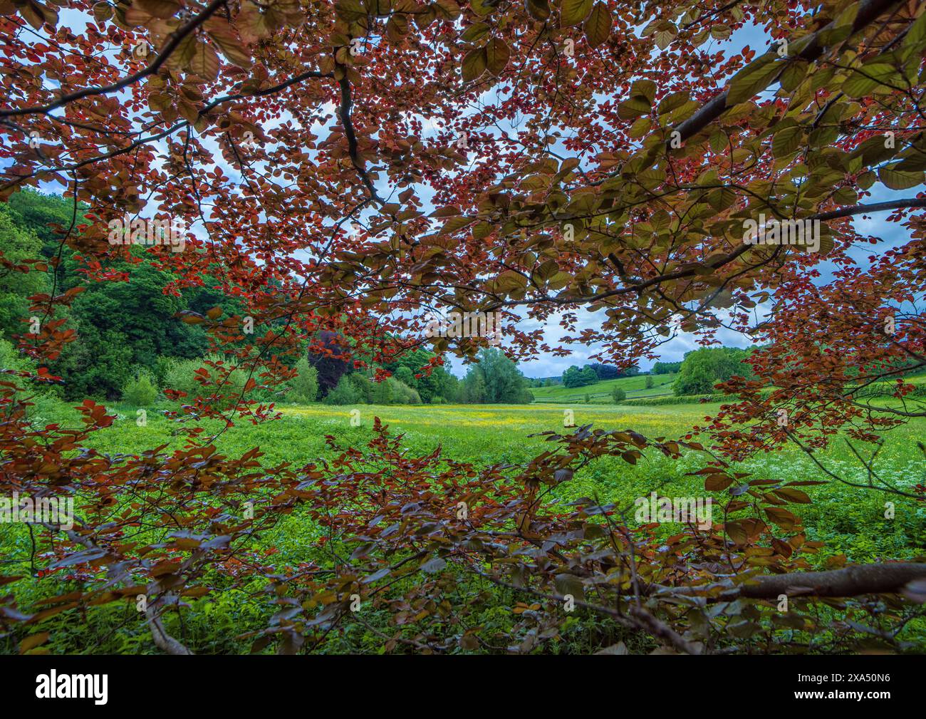 Le feuillage d'automne encadre une prairie verdoyante sous un ciel nuageux. Banque D'Images