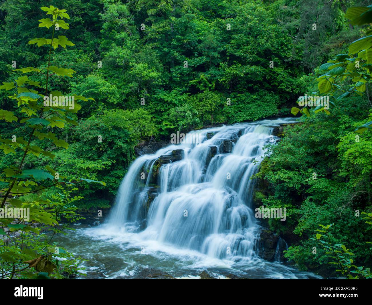 Une cascade entourée de verdure luxuriante dans un cadre forestier serein. Banque D'Images