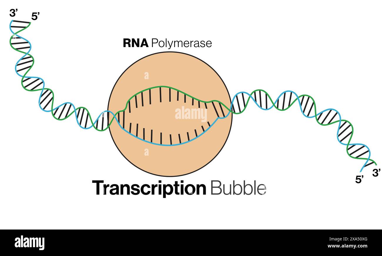 Illustration vectorielle détaillée de la bulle de transcription pour l'éducation en biologie moléculaire et génétique sur fond blanc. Illustration de Vecteur