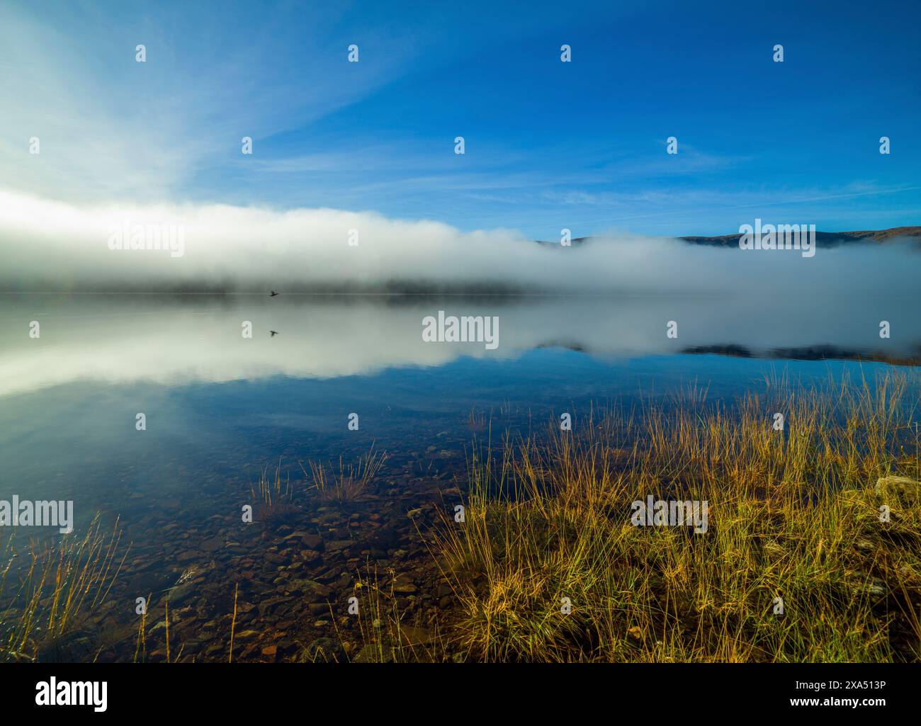Un lac serein reflète la brume et le ciel bleu au lever du soleil, avec des herbes dorées au premier plan. Loch Arkaig Banque D'Images
