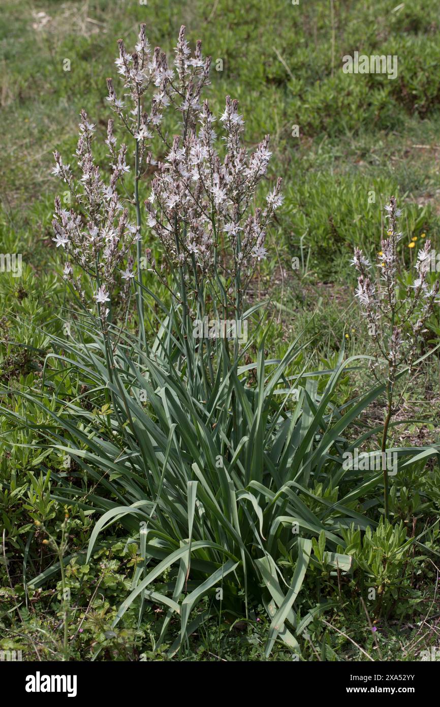 Ästiger Affodill, Kleinfrüchtiger Affodill, Affodill, Asphodelus ramosus, Asphodelus microcarpus, Asphodel ramifié, Asphodel à petits fruits, Asphodèl Banque D'Images