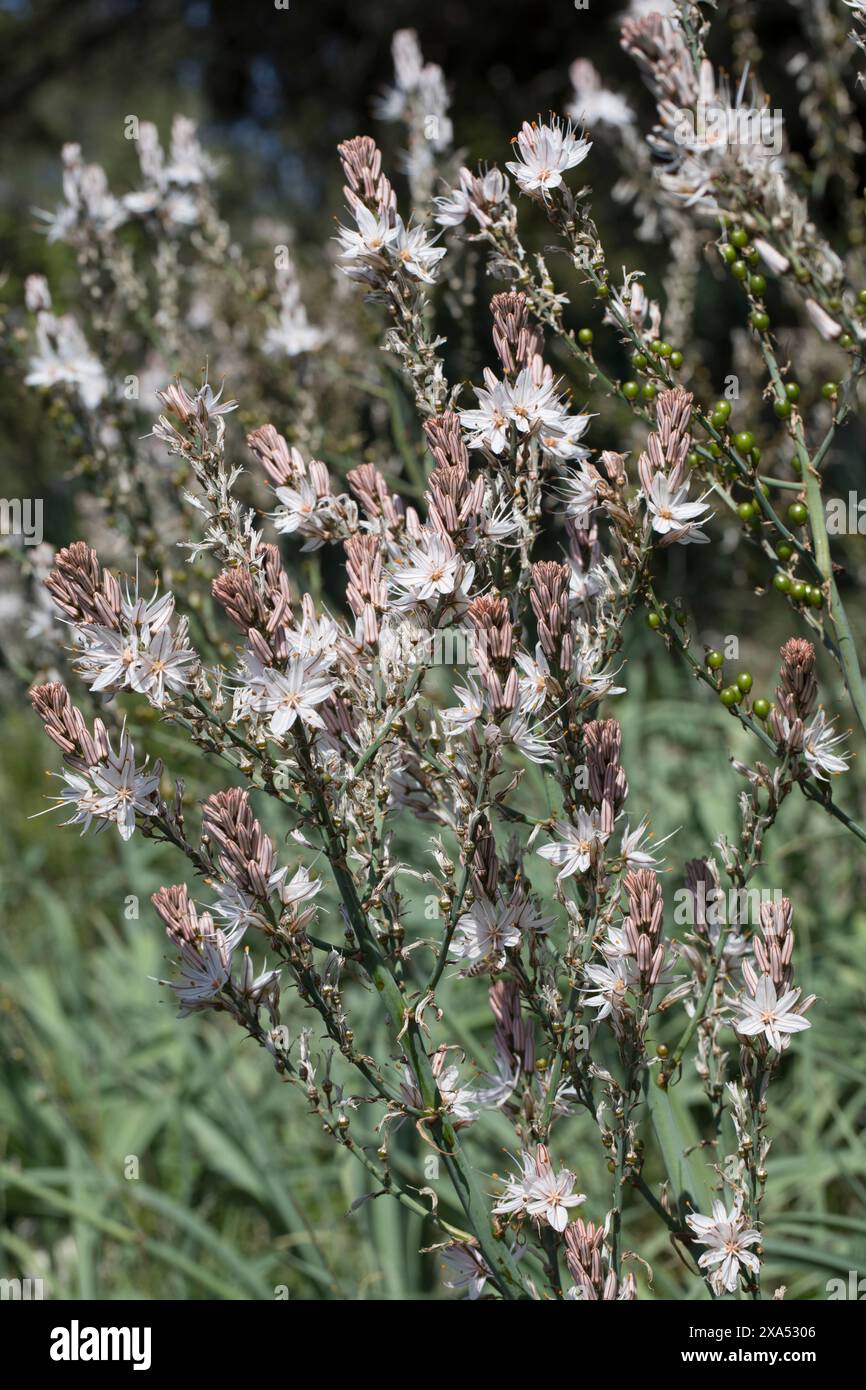 Ästiger Affodill, Kleinfrüchtiger Affodill, Affodill, Asphodelus ramosus, Asphodelus microcarpus, Asphodel ramifié, Asphodel à petits fruits, Asphodèl Banque D'Images
