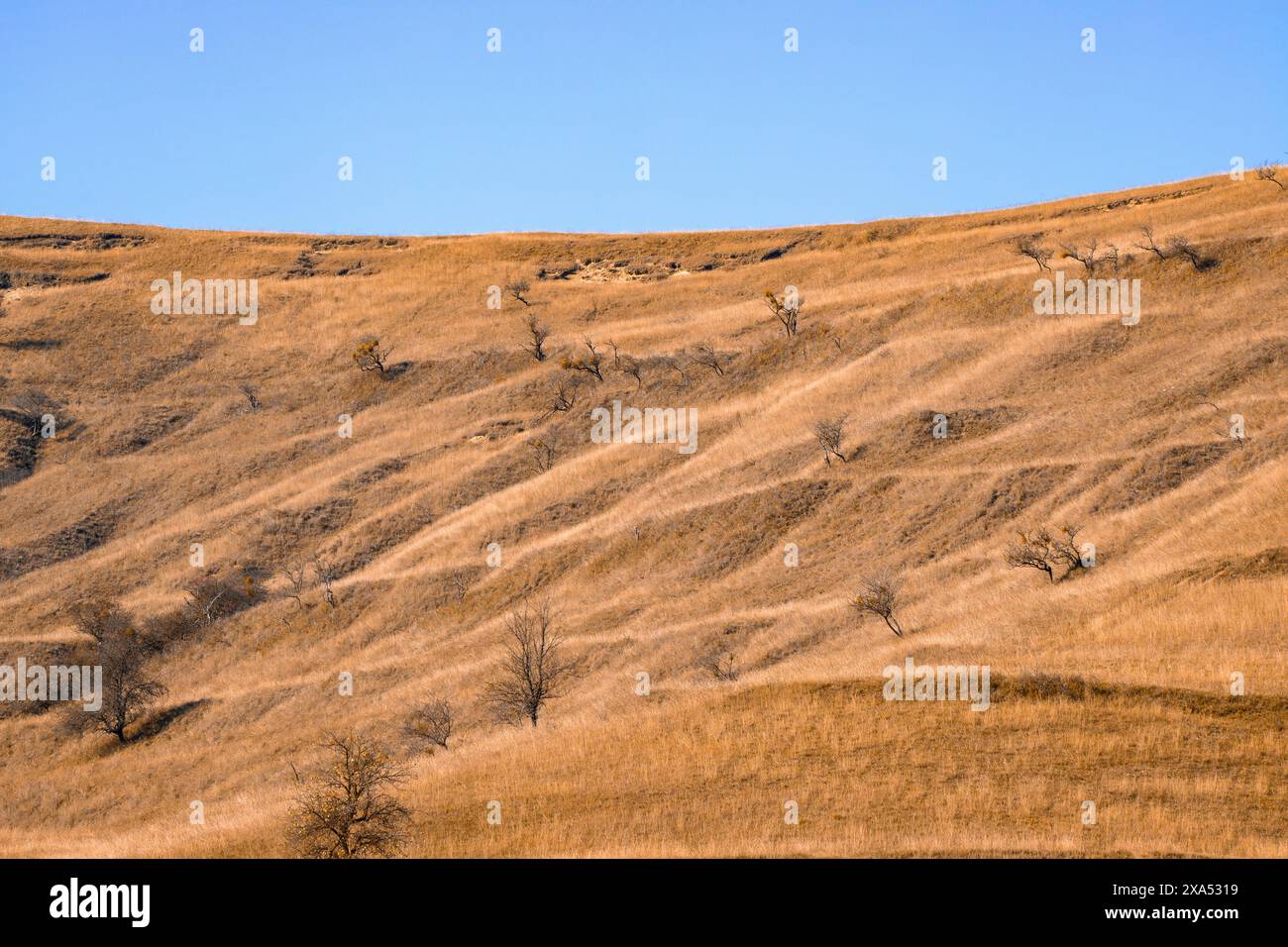 Flanc de colline touché par la sécheresse avec de l'herbe sèche et des arbres dans le paysage Banque D'Images