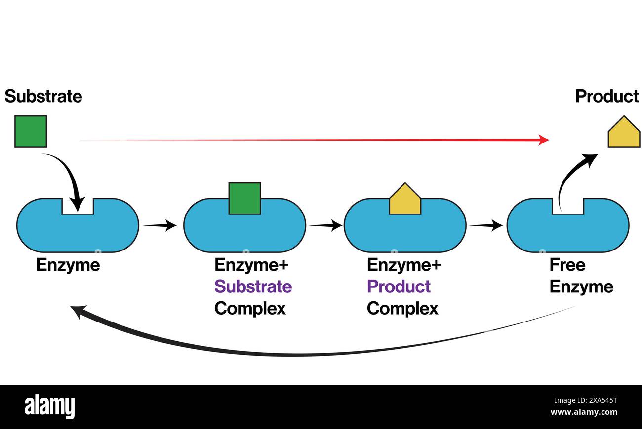 Illustration vectorielle détaillée du mécanisme d'action enzymatique et de la formation de produits pour l'enseignement de la biochimie et de la biologie moléculaire sur fond blanc. Illustration de Vecteur