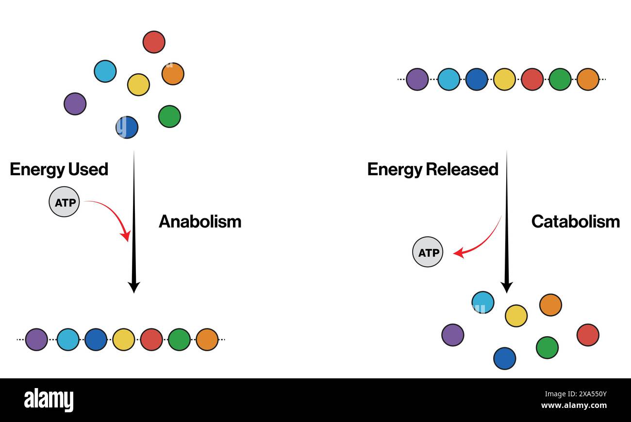 Illustration vectorielle détaillée du processus métabolique pour la biochimie, la physiologie et l'éducation nutritionnelle sur fond blanc. Illustration de Vecteur