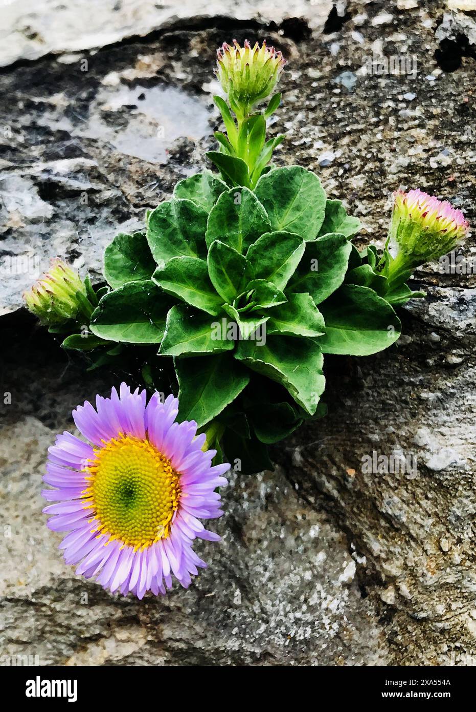 Art Erigeron glaucus, plante à fleurs de la famille des Asteraceae connue sous le nom commun de bord de mer fleabane, aster de plage, marguerite de bord de mer poussant sur le mur Banque D'Images