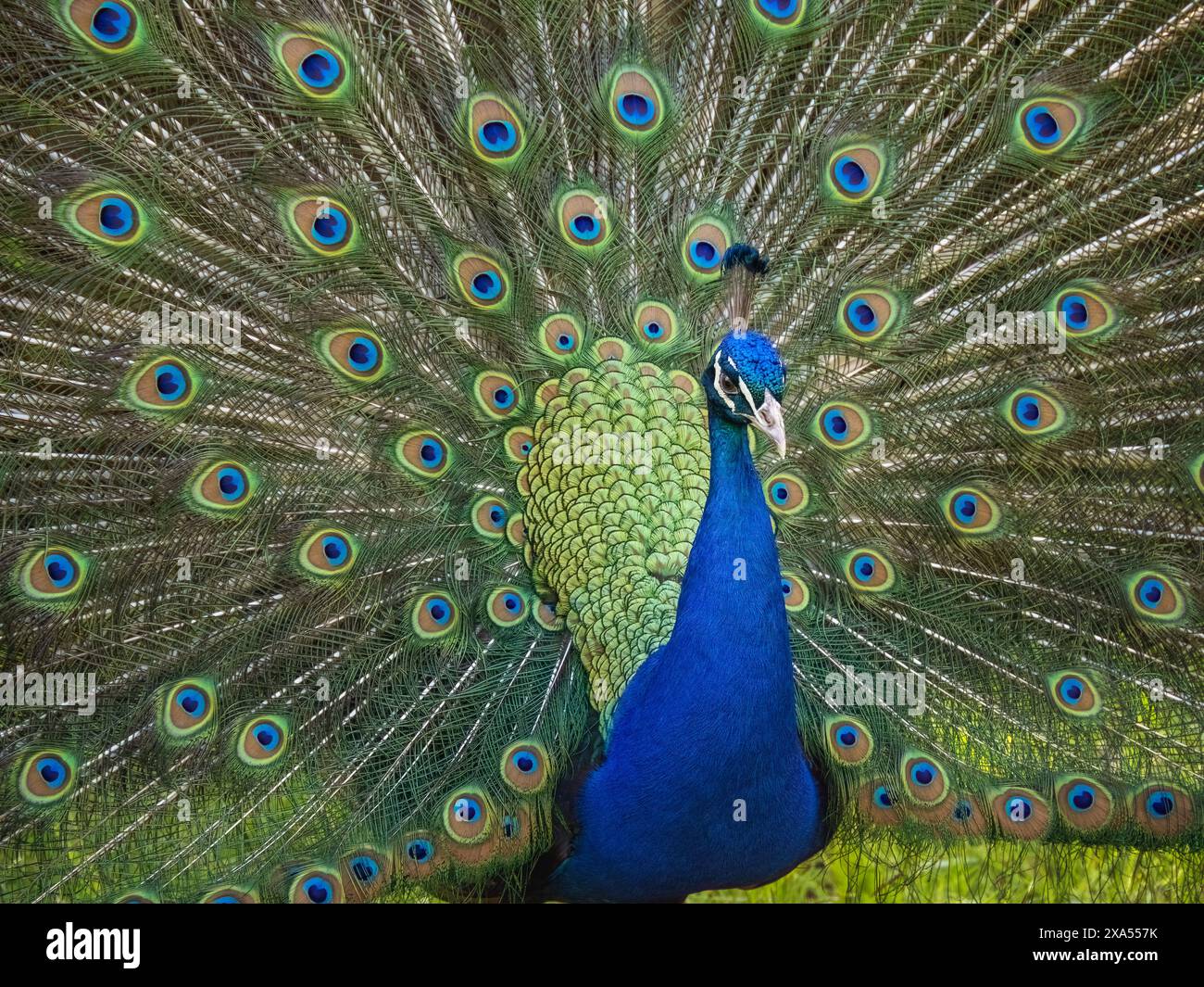 Magnifique Blue Peacock affichant sa queue. Banque D'Images