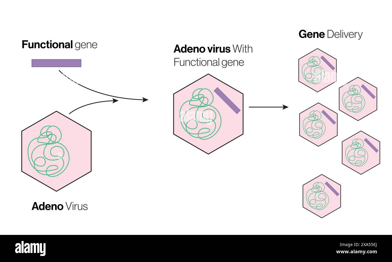 Illustration vectorielle détaillée du système d'administration de gènes à médiation adénovirus pour la biologie moléculaire et la thérapie génique sur fond blanc. Illustration de Vecteur