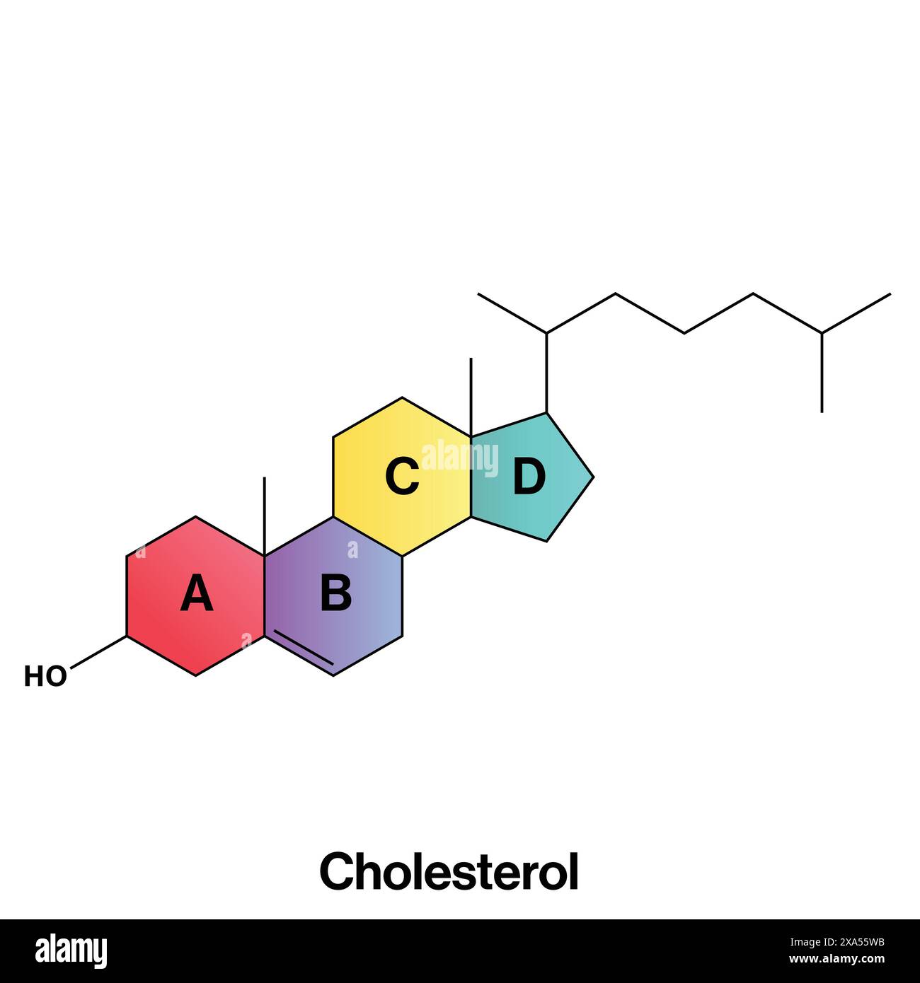 Illustration vectorielle détaillée de la structure du cholestérol pour la biochimie, la biologie moléculaire et l'éducation aux sciences de la santé sur fond blanc. Illustration de Vecteur