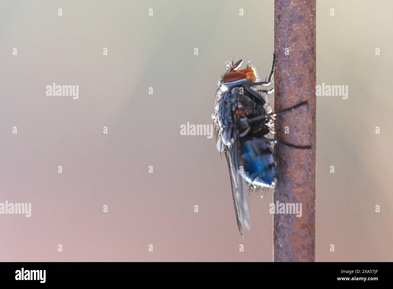 Une minuscule mouche bleue ressemblant à un papillon perché sur un bâton Banque D'Images