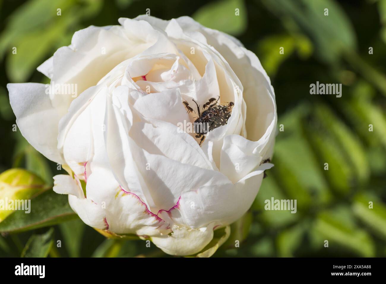 Gros plan vue de dessus photo d'une fleur de pivoine blanche avec un insecte sur fond vert flou Banque D'Images