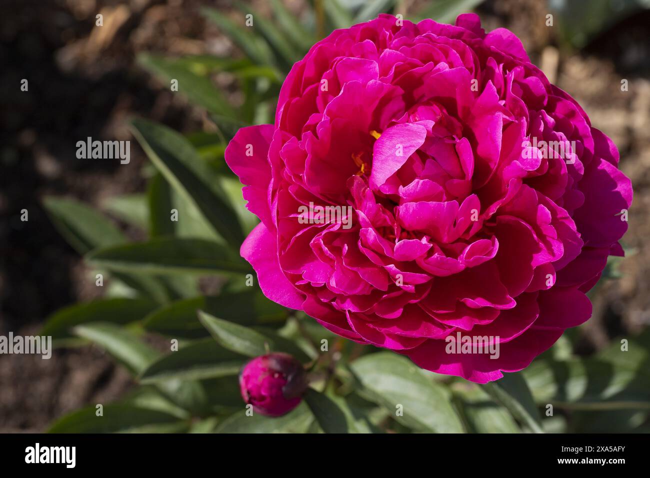 Gros plan photo vue de dessus d'une fleur de pivoine rouge pourpre avec bourgeon sur fond vert flou et brun terre vue de dessus Banque D'Images