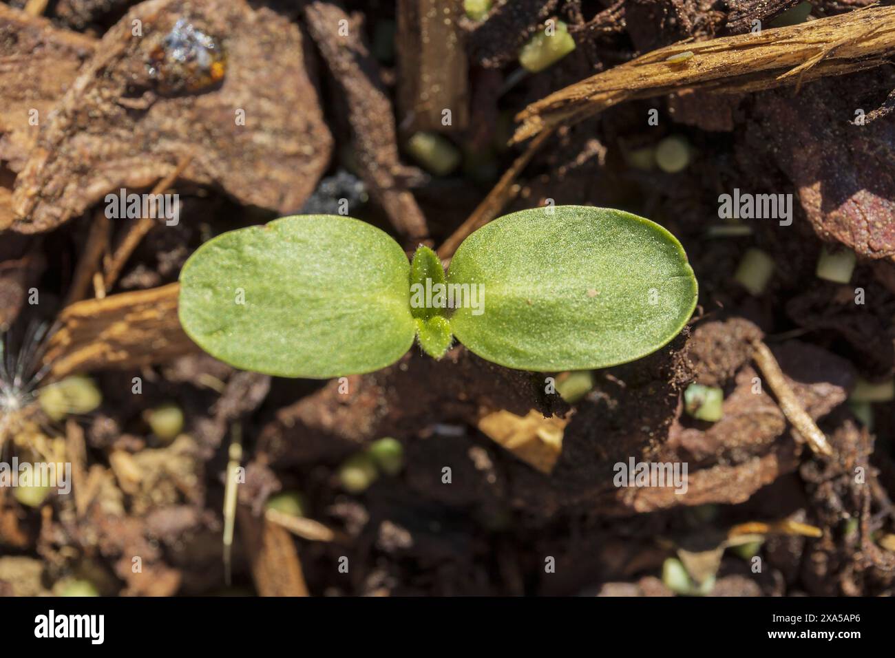Gros plan vue de dessus photo d'une petite pousse verte sur un fond de paillis brun foncé Banque D'Images