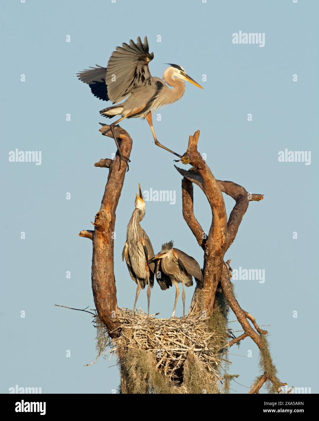 Grand Héron bleu (Ardea herodias) nid. Fin mars dans le parc national de Myakka River, Floride, États-Unis. Banque D'Images Grand Héron bleu (Ardea herodias) nid. Fin mars dans le parc national de Myakka River, Floride, États-Unis. Banque D'Images