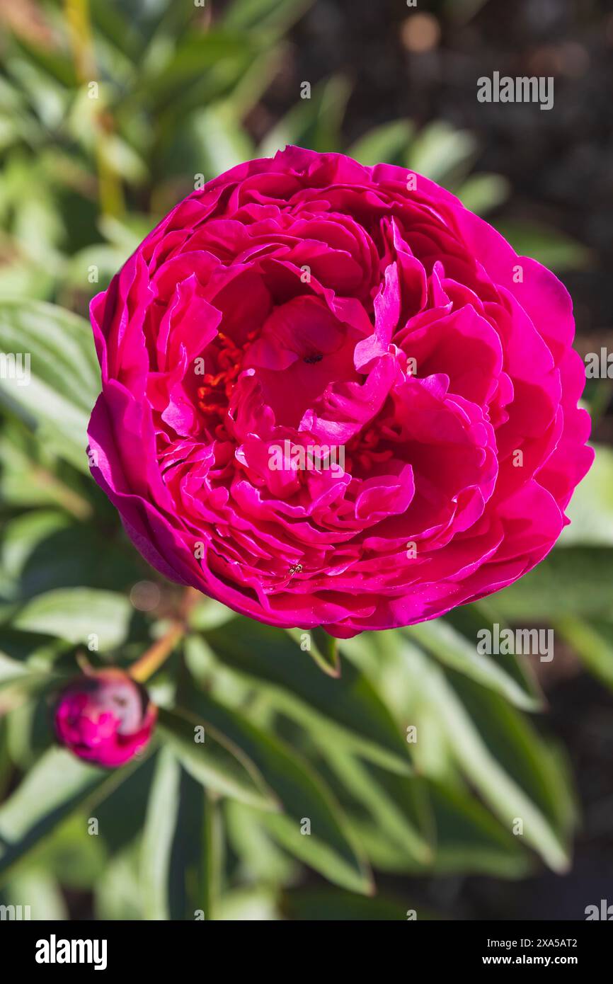Gros plan du haut d'une fleur de pivoine rouge violette sur fond de verdure floue Banque D'Images
