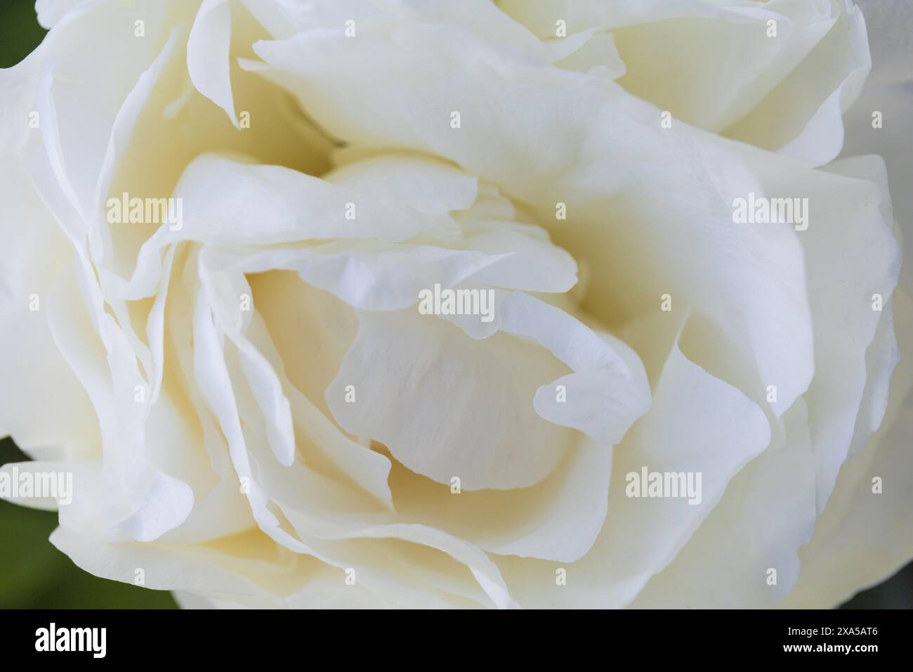 Macro-photographie rapprochée d'une fleur de pivoine blanche Banque D'Images