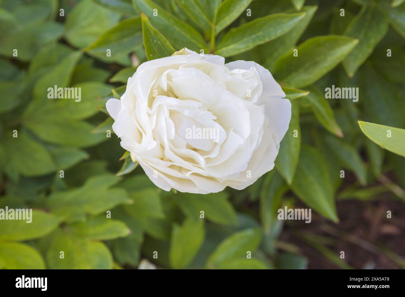 Gros plan vue de dessus photo d'une fleur de pivoine blanche sur fond vert flou et brun terre Banque D'Images