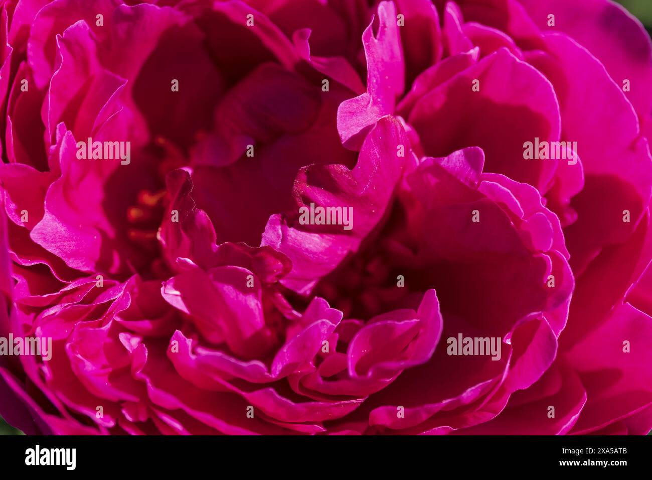 Photographie macro d'une fleur de pivoine rouge pourpre Banque D'Images