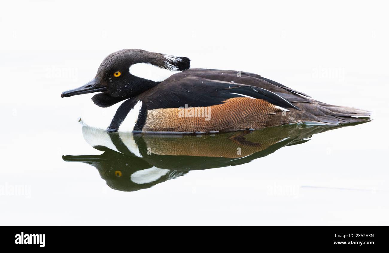 Merganser à capuche (Lophodytes cucullatus). Mâle en plumage reproducteur. Fin mars Acadia National Park, Maine, États-Unis. Banque D'Images