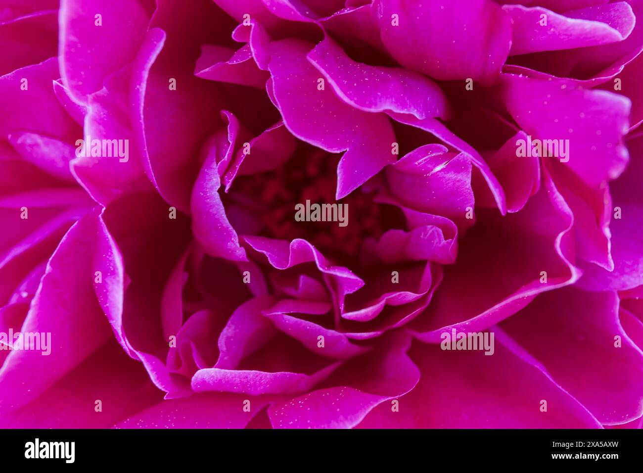 Macro-photographie rapprochée d'une fleur de pivoine violet rose Banque D'Images