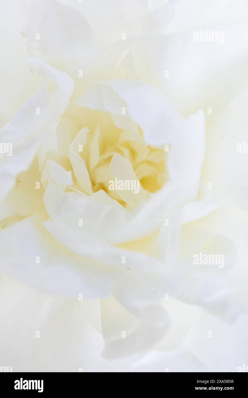Macro-photographie rapprochée d'une fleur de pivoine blanche et jaunâtre Banque D'Images