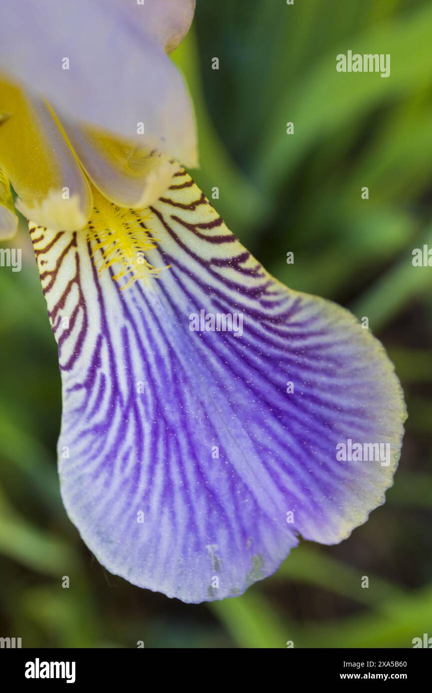 Macro-photographie en gros plan d'un pétale d'iris violet et jaune sur fond vert flou Banque D'Images