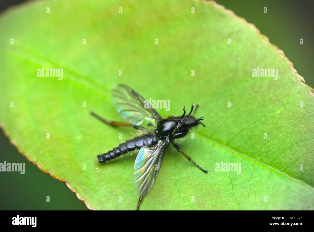 Gros plan d'une mouche de mars (Bibio CF. lanigerus) assis sur une feuille, essayant d'enlever un acarien de son composé oeil, macro photographie, nature, insectes Banque D'Images