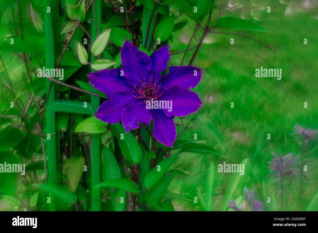 Une fleur violette vibrante au sommet d'un arbre vert luxuriant couvert d'herbe Banque D'Images