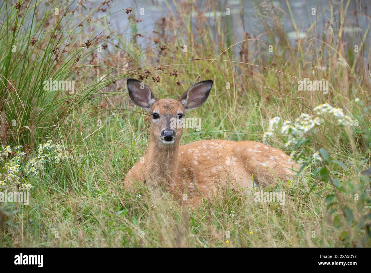 Un faon de cerf à queue blanche (Odocoileus virginianus) de l'année reposant dans le pré. Début de l'été dans le parc national Acadia, Maine, États-Unis. Banque D'Images