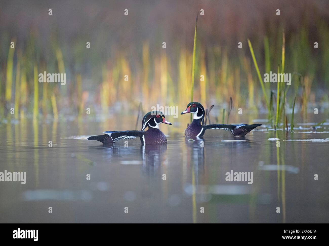 Canard en bois (Aix sponsa). Mâles avec nouveau plumage. Étang de castors au lever du soleil en octobre. Parc national d'Acadia, Maine, États-Unis. Banque D'Images