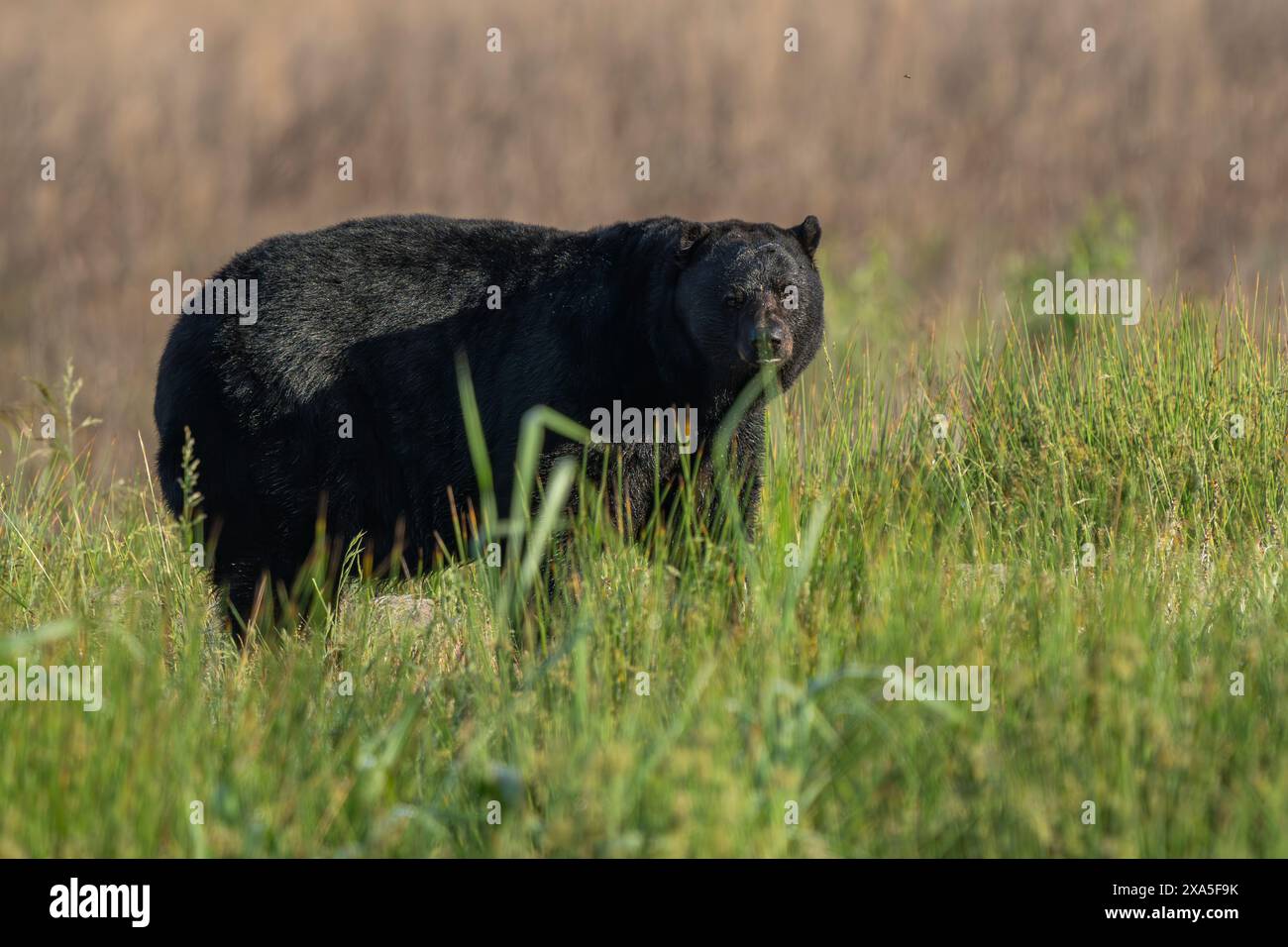 Un grand ours noir se promenant dans les hautes herbes des plaines Banque D'Images