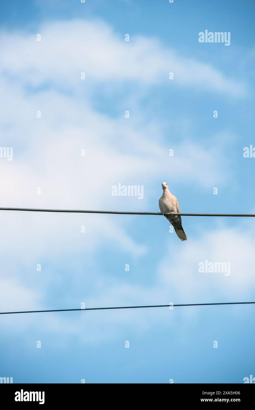 Oiseau assis sur un fil téléphonique Banque D'Images Oiseau assis sur un fil téléphonique Banque D'Images