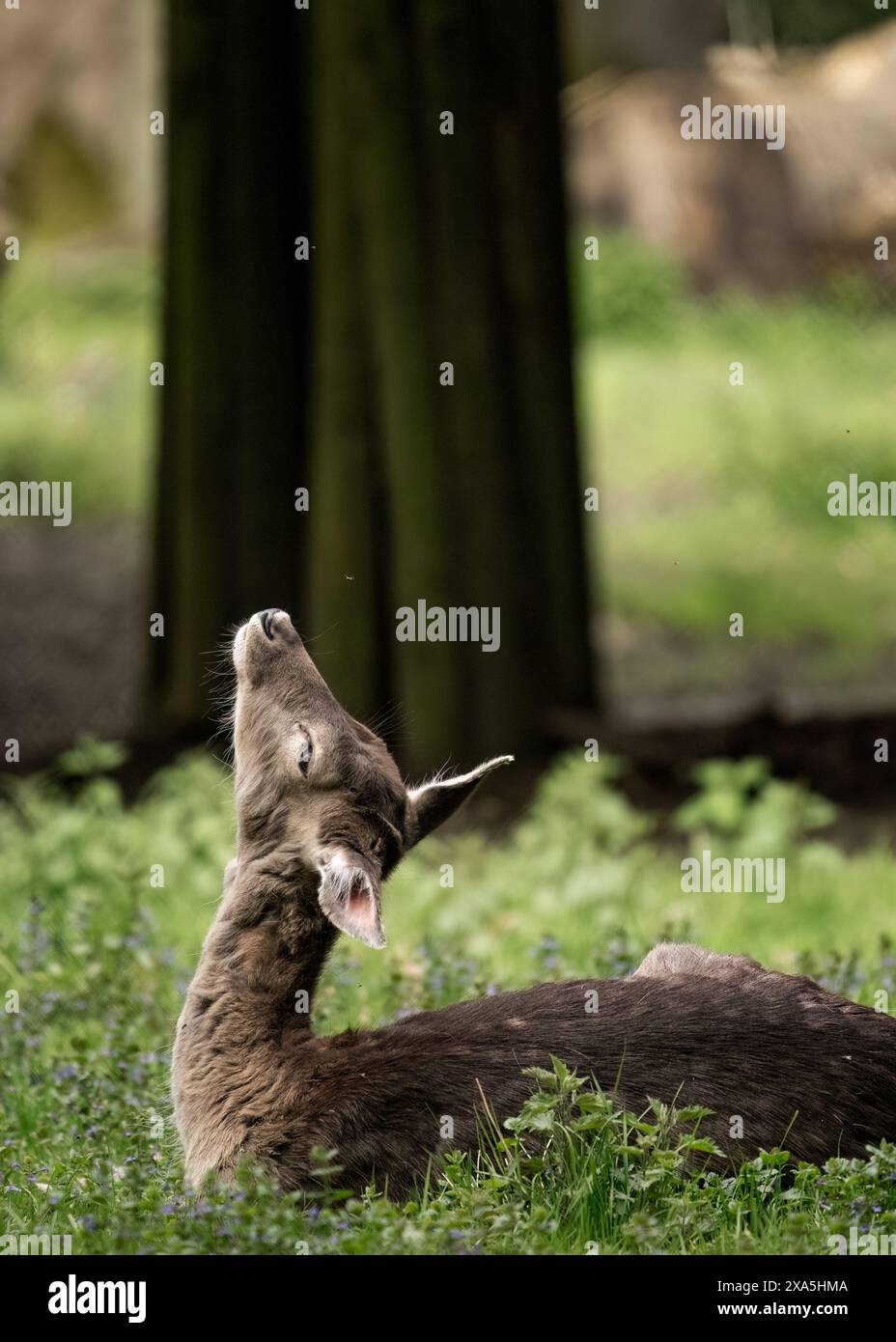 Une gazelle debout près de l'arbre dans le parc, regardant vers le haut Banque D'Images