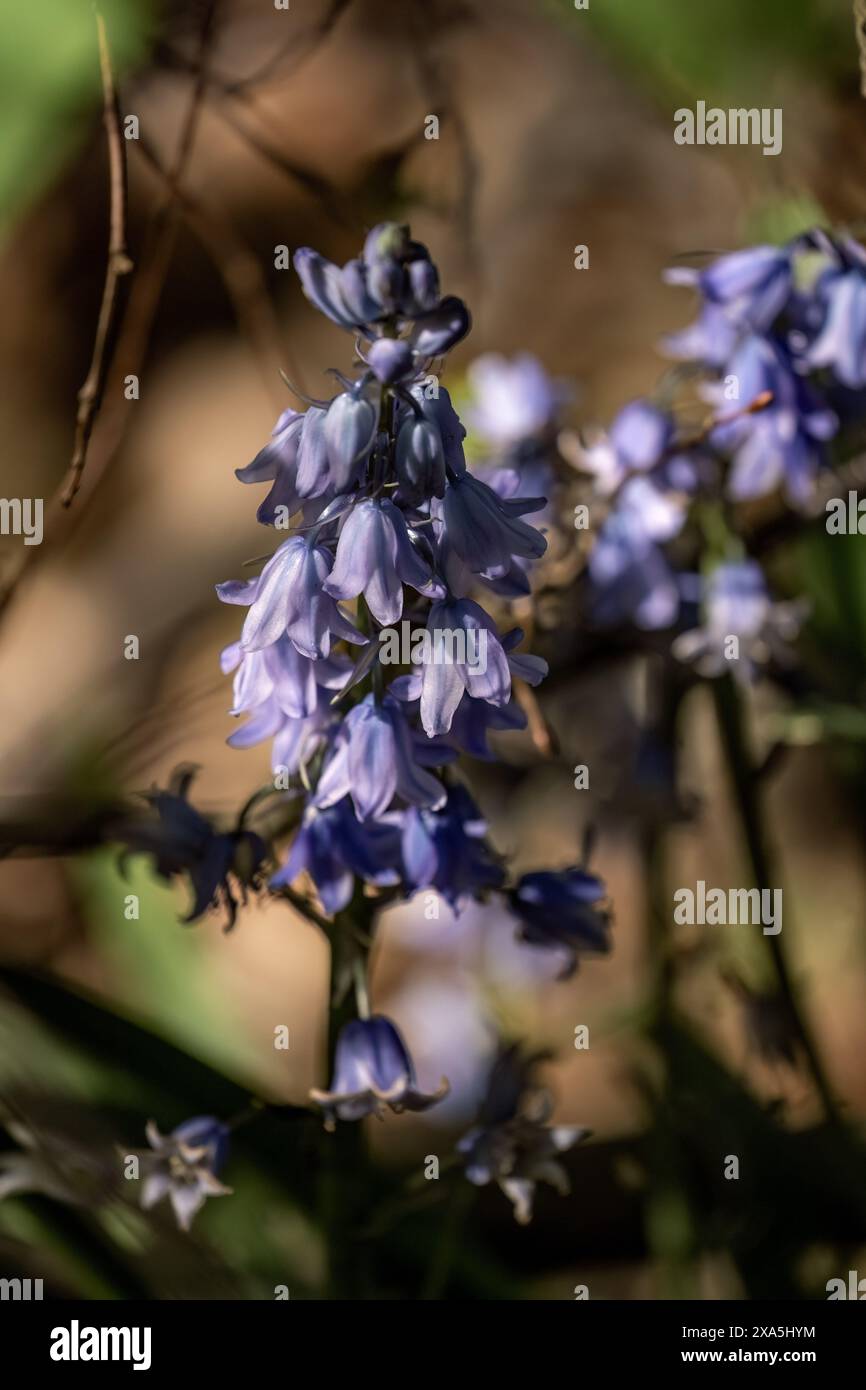 Une fleur bleue proéminente se dresse devant des arbustes en arrière-plan Banque D'Images