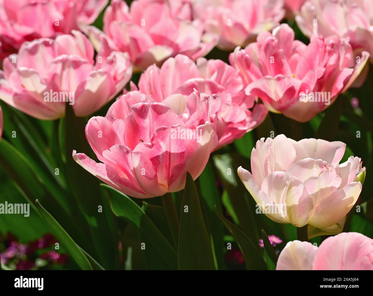 La lumière du soleil nourrit les tulipes roses vibrantes Banque D'Images
