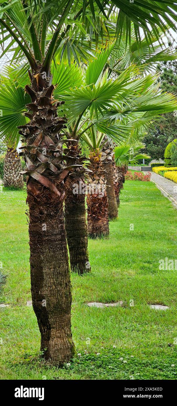 Fractionnez la cime des arbres, l'un couvert de feuilles Banque D'Images