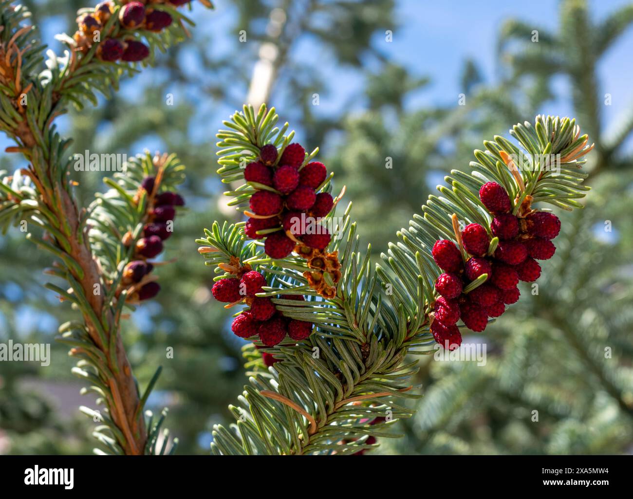 Branches de pin avec des baies rouges et un oiseau perché sur eux dans un cadre hivernal Banque D'Images