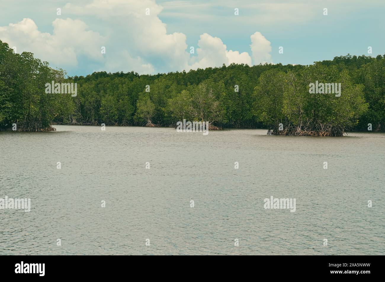 Vue large de la population luxuriante et épaisse d'arbres matures de mangrove dans les eaux côtières marécageuses à la suite de l'effort de reboisement et de l'environnement Banque D'Images