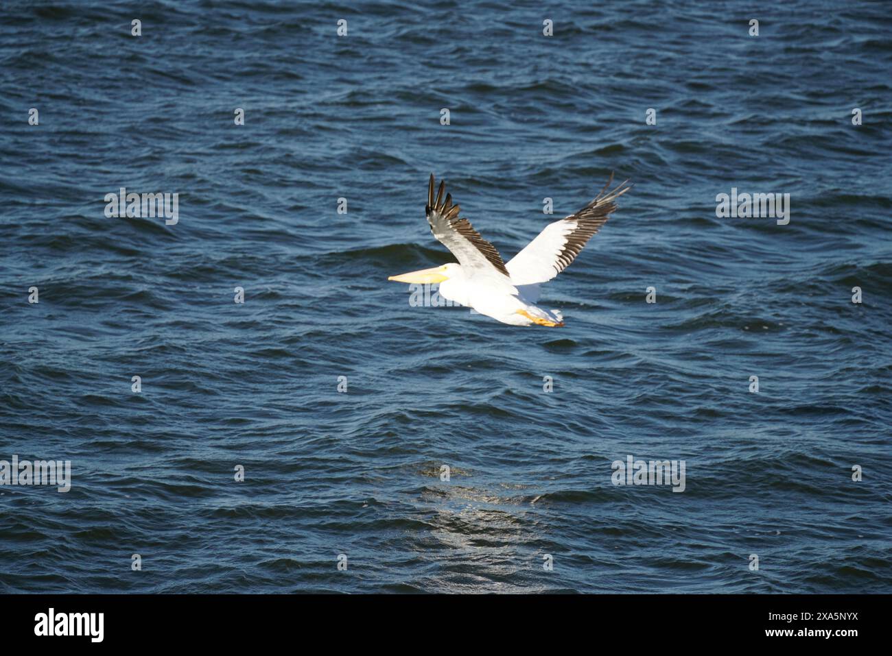 White Pelican planant au-dessus de l'océan Banque D'Images