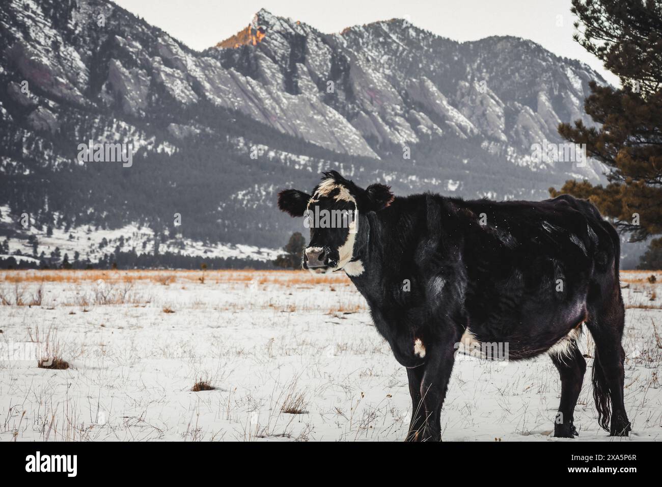 Une vache noire se tient dans un champ contre des montagnes Banque D'Images