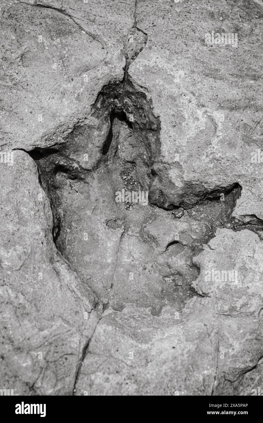 Une photo en noir et blanc d'empreintes de dinosaures dans un lit fossilisé. Banque D'Images