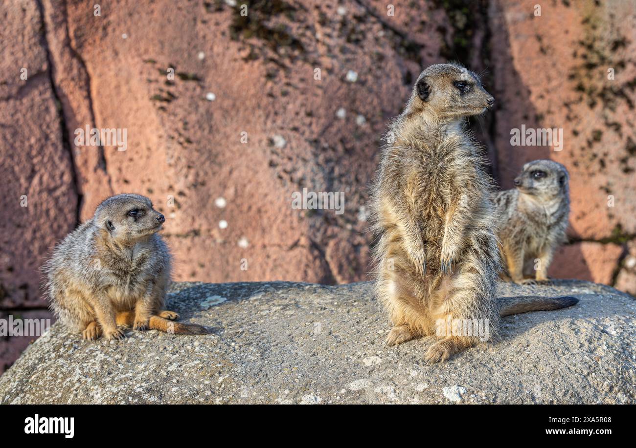 Un gros plan d'une adorable suricates sur un rocher Banque D'Images