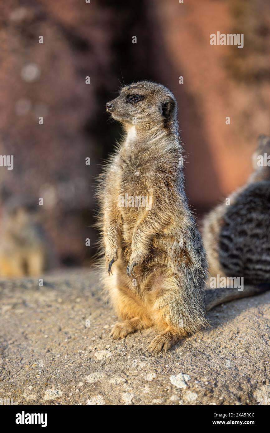 Un gros plan d'une adorable suricate sur un rocher Banque D'Images